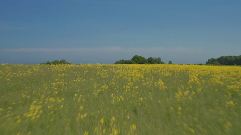 Calm peaceful aerial view scenery flying forward above flowery yellow green springtime field, drone rises up reveal amazing Baltic sea coastline on sunny day, Brodten, Germany