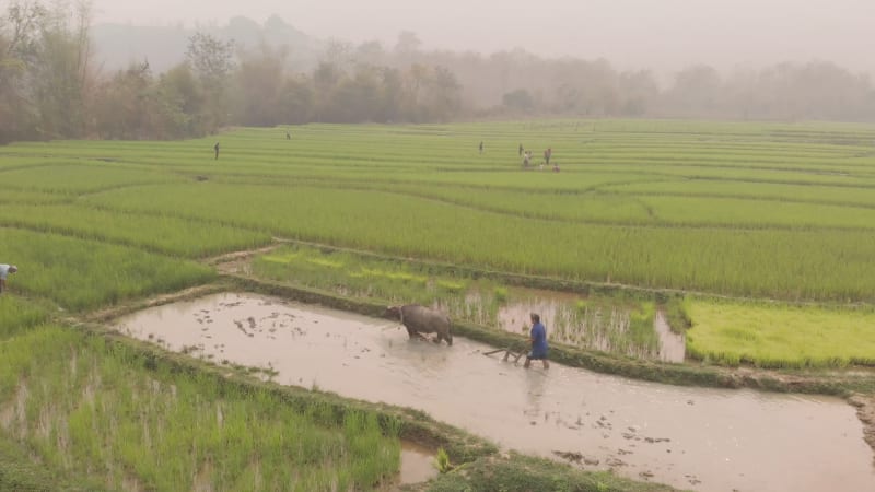 Aerial view of farmers working in paddy fields.