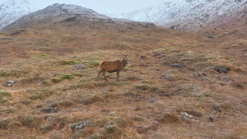 Majestic Red Deer Stag in The Scottish Highlands in Slow Motion