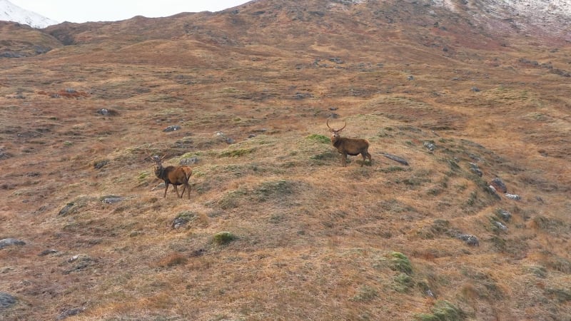 Majestic Red Deer Stags in The Scottish Highlands