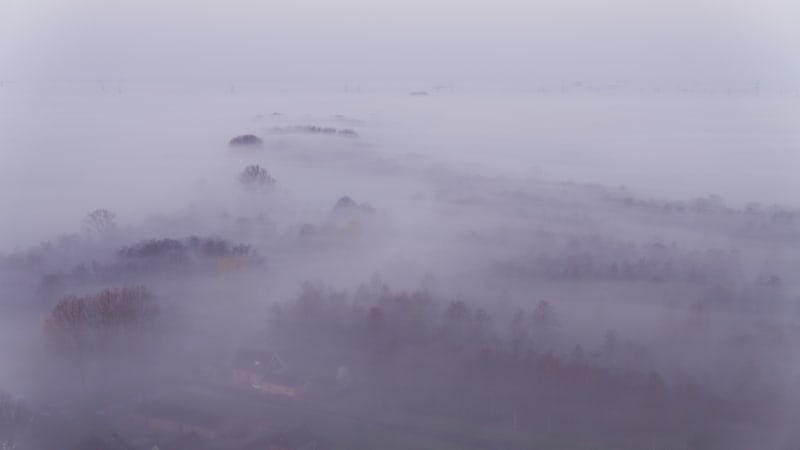 Foggy Forest in the Morning