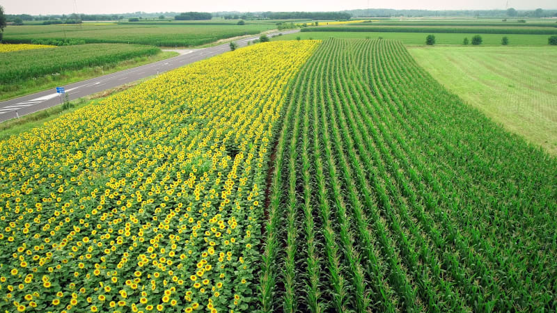 Aerial view of rows of sunflower and corn in fields.