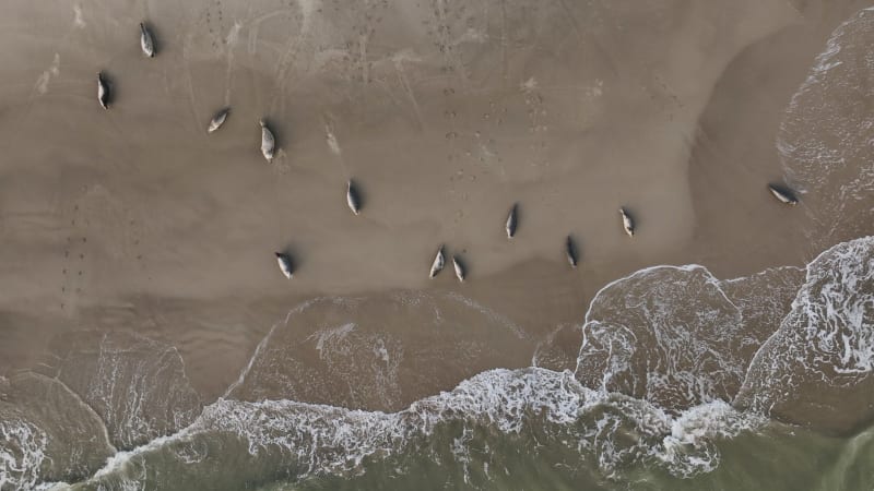 Seals Lounging on Sandbank in Dutch Delta