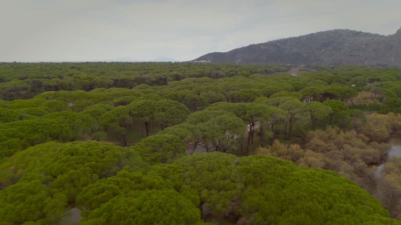 Aerial view of pine grove in the region of Patras.