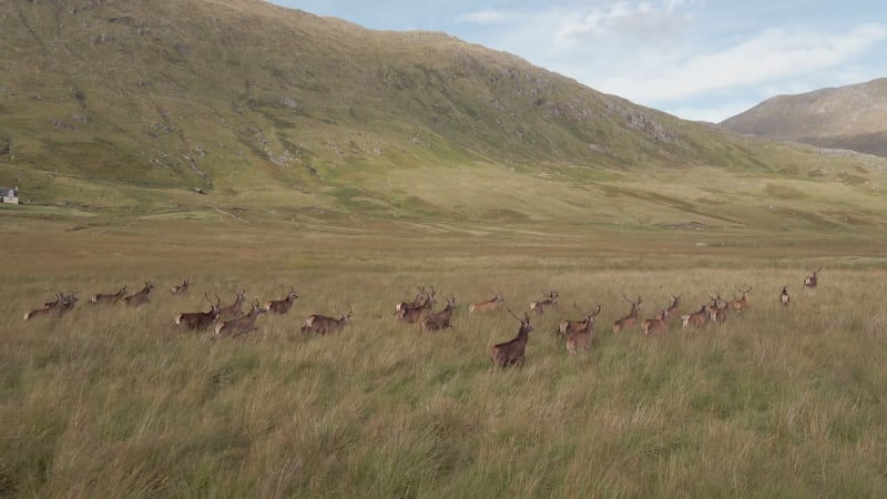 A Herd Of Deer Running Through The Scottish Highlands