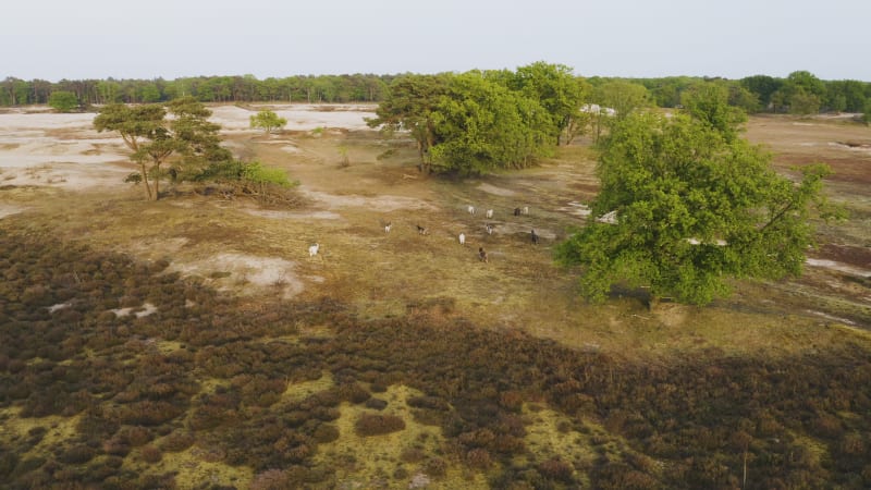 Goats walking between the trees in a field with brown bushes and sand dunes