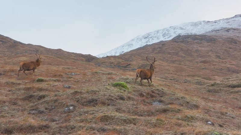 Majestic Red Deer Stags in Scotland Slow Motion