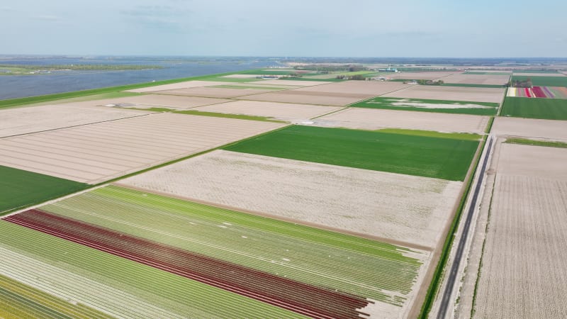 Aerial view of farmland with tulip fields, Flevopolder, Flevoland, Netherlands.
