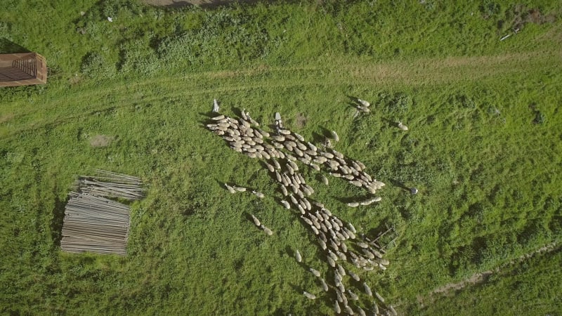 Aerial view of the sheep herd moving around on farmland.