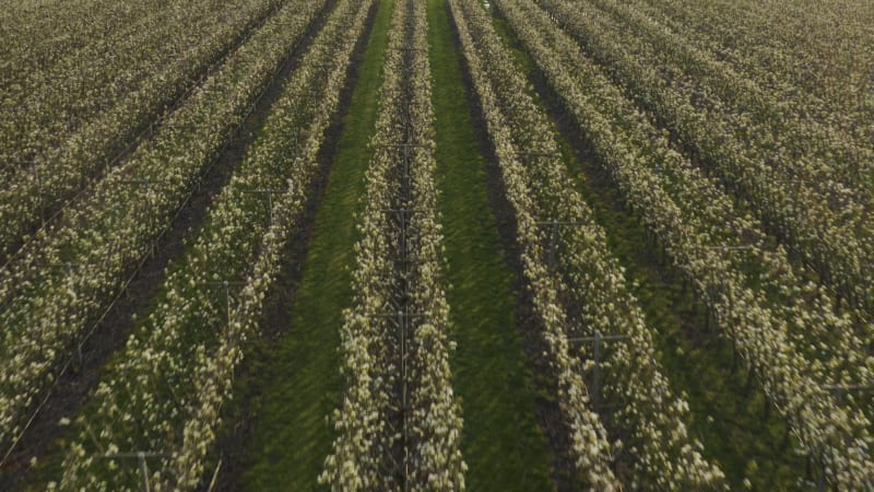 Aerial fly over rows of crops in the Netherlands