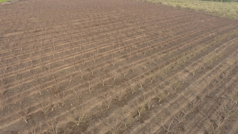 Aerial View of field of Plum trees. Mishmar HaYarden, Northern District, Israel.