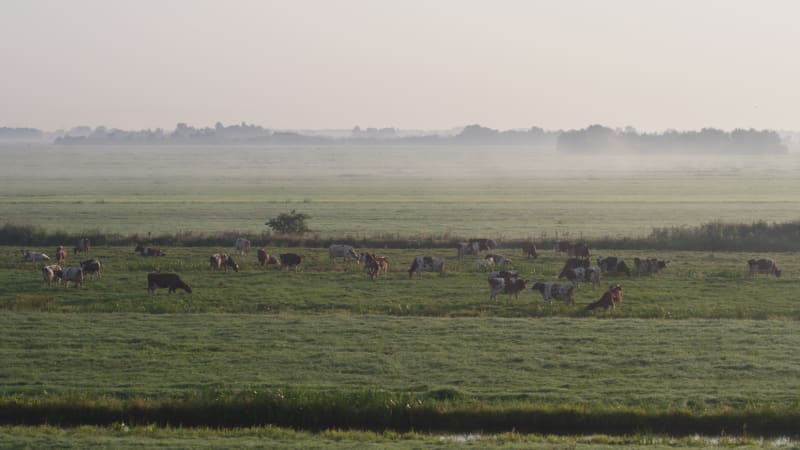 Animal Grazing in Farmlands of Krimpenerwaard with Fog in the background