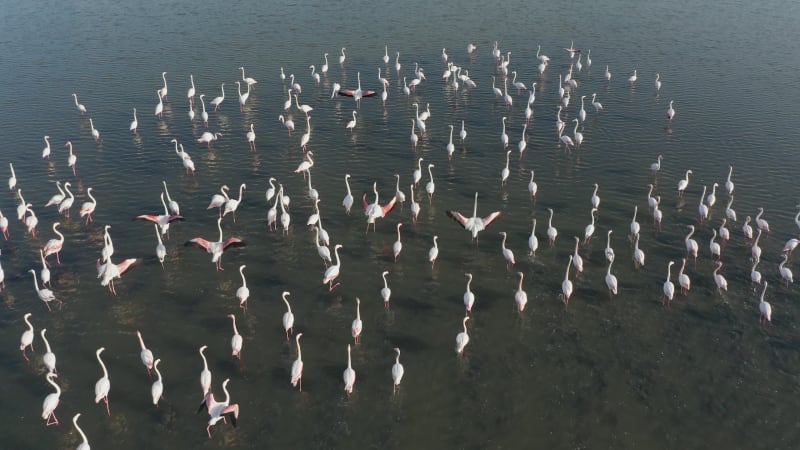 Large flock of flamingos walking and flying in shallow water