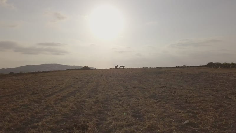 Aerial view of three horses on empty field.