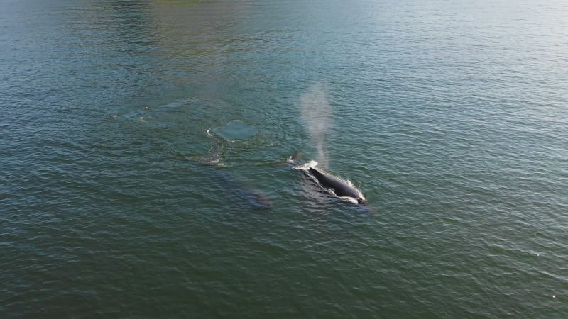 Aerial view of Whales along the coast, Unalaska island, Alaska, United States.