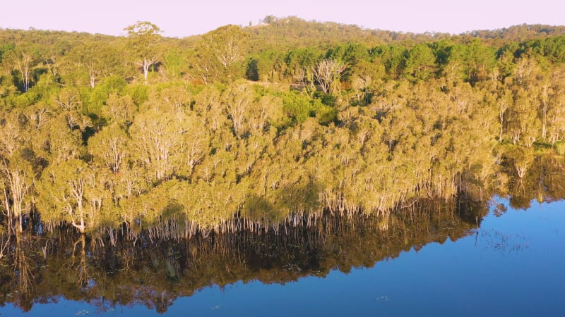 Aerial view of a paperbark tree forest, Ewen Maddock Dam, Queensland, Australia