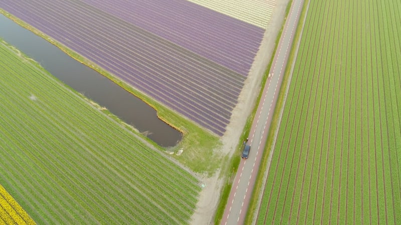 Couple riding bikes around blossoming fields of tulips in Lisse.