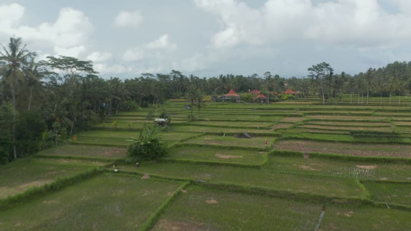 Low flying aerial dolly shot of farmers tending the crops in rice field plantations in Bali and traditional residential houses surrounded by farms