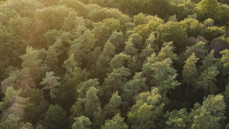 Golden sunset light shining on forest treetops