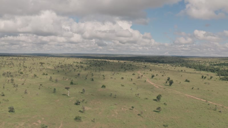Vast green African savanna landscape with scarce trees and shrubs