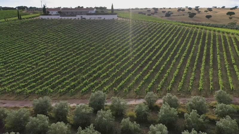 Aerial view of Vineyard estate.