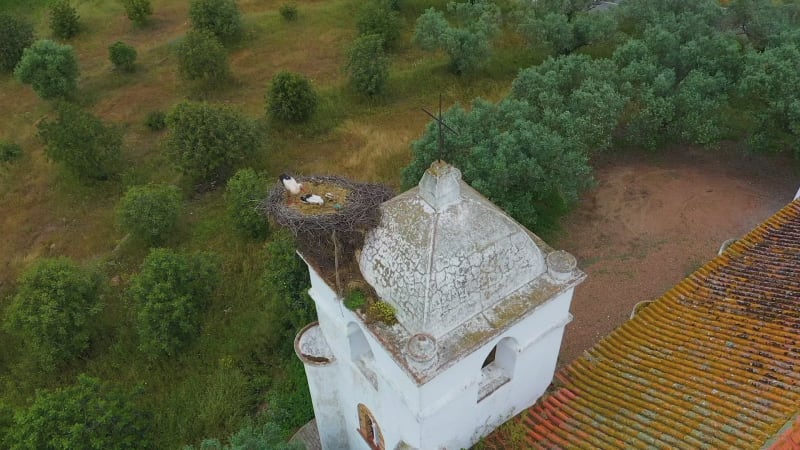 Aerial view of storks resting in their nest.