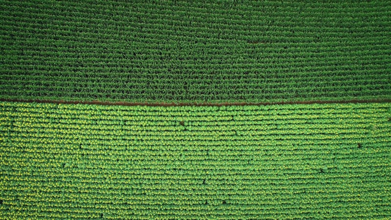 Aerial view of rows of sunflower and corn in fields.