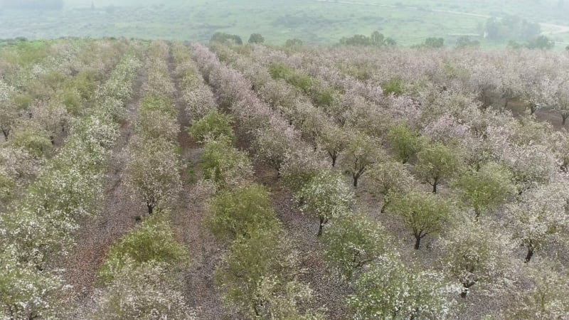 Aerial View of field of Plum trees. Mishmar HaYarden, Northern District, Israel.