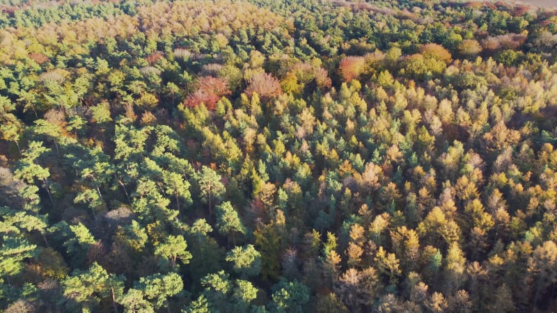 Aerial view of mixed autumn forest, Annendaalsbos, Limburg, Netherlands