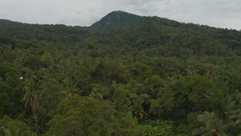 Dense tropical rainforest on the slopes of a mountain. Aerial dolly view of palm trees and lush green jungle vegetation on the hill