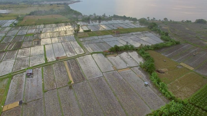 Aerial view above of paddy field near the coast, Bali island.