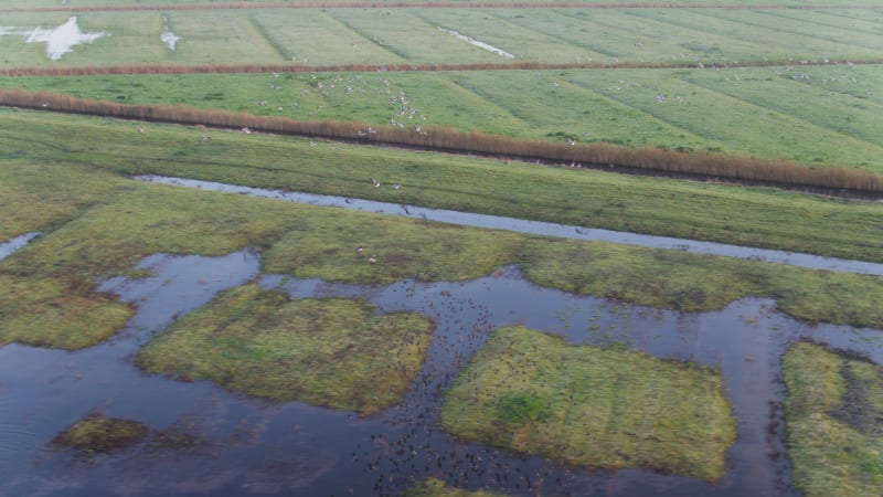 Dutch River Delta: A Glimpse into Wetlands and Wildlife Habitats