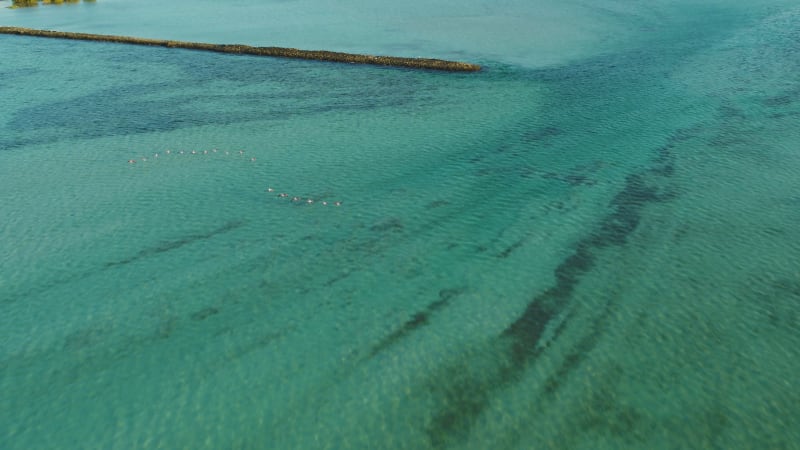 Aerial view of bird flock at Jubail Mangrove Park.