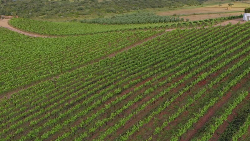 Aerial view of Vineyard estate.