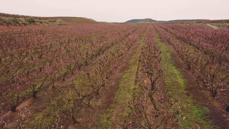 Aerial view of dry vineyard at Lleida