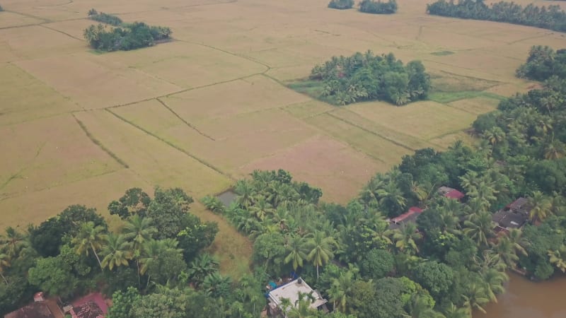 Green farm fields by tropical vegetation in rural India