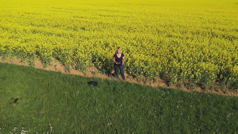 Aerial view of rapeseed field with a woman flying a drone, Marbach, Germany.