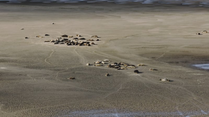 Seals Lounging on Sandbank in Dutch Delta