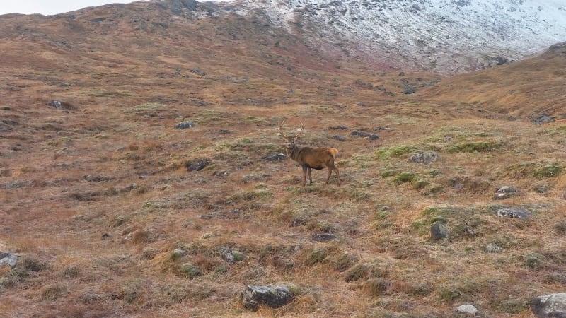 Majestic Red Deer Stag in The Scottish Highlands Slow Motion