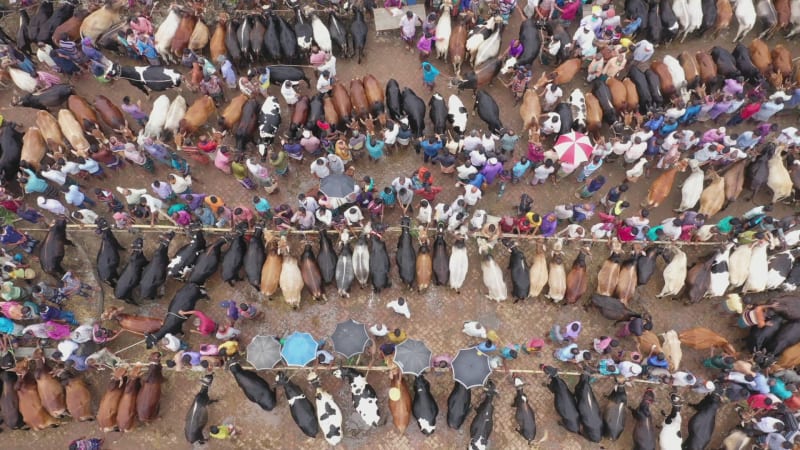 Aerial View of people at cattle market in Sherpur, Bangladesh.