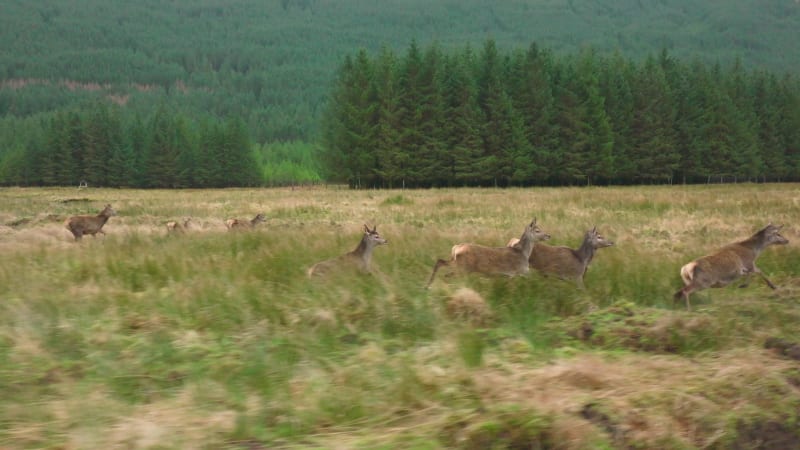 Slow Motion of a Herd of Red Deer Hinds Running in the Scottish Highlands