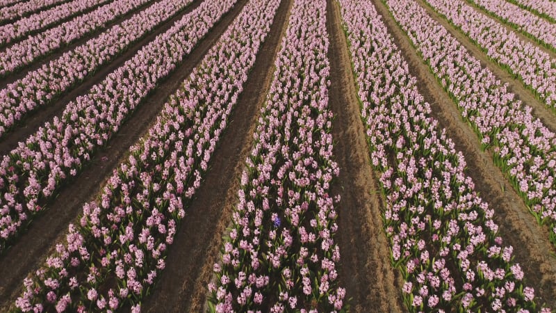 Aerial view of rows of tulips at Keukenhof botanical garden, Lisse.