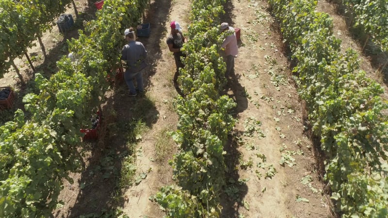 Aerial view of group working in vineyard.