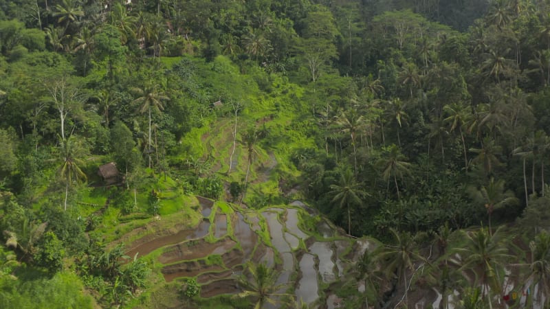 Aerial dolly shot flying past remote terrace farm fields and farm houses in thick tropical jungle of Bali