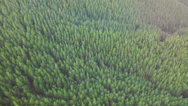Aerial view over dense pine tree forest national park.