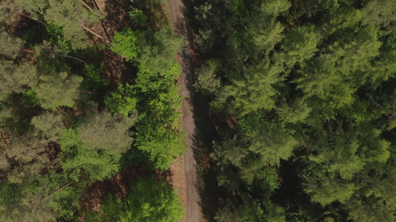 Overhead Drone Top Down View of a Dirt Trail Path in Rich Green Forest in Summer