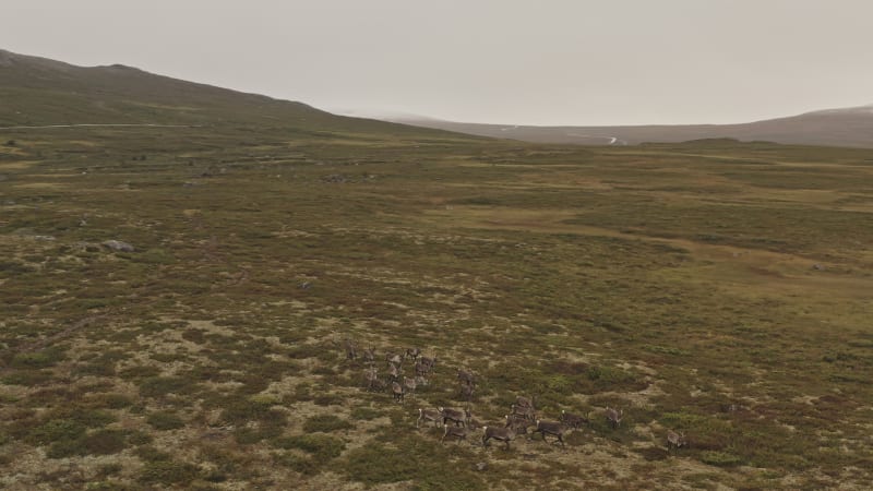 Rotating around a heard of reindeers on flat grass land in Norway.