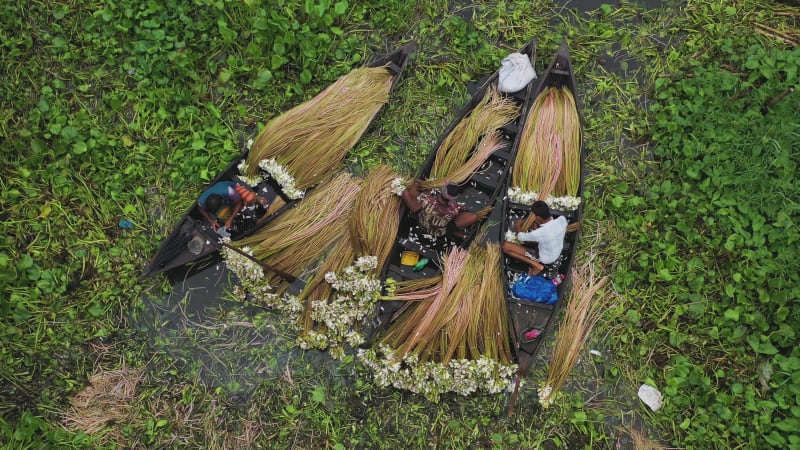 Aerial View of people harvesting water lilies, Bangladesh.