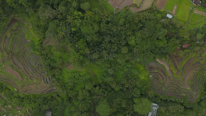 Top down birds eye overhead aerial view of multiple terraced paddy rice fields on the side of the hill in a tropical area