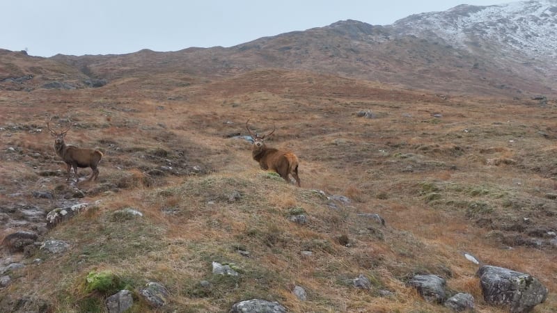 Majestic Red Deer Stags in The Scottish Highlands